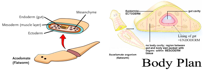 acoelomeaza phylum platyhelminthes)
