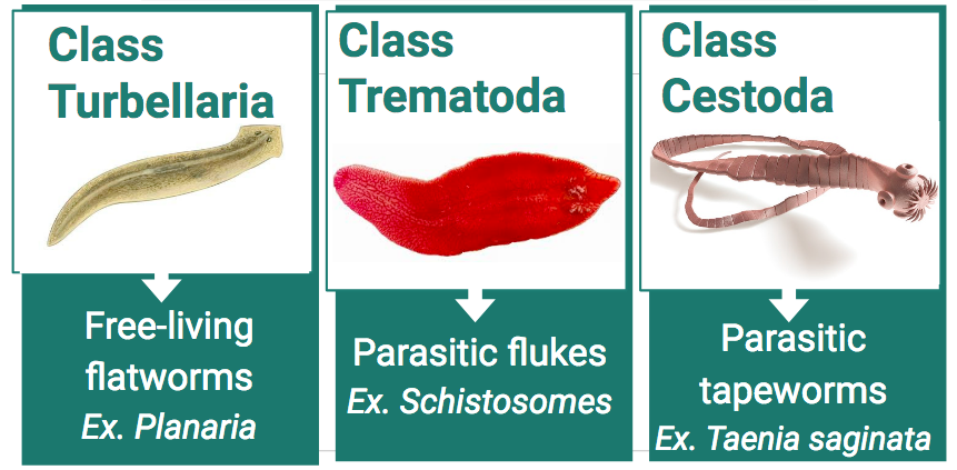 Platyhelminthes tip coelom Exemple de platyhelminthes de specii