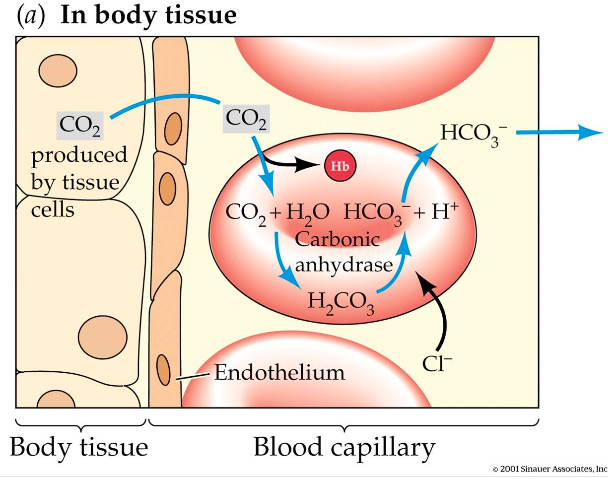 How Is Carbonic Acid Formed In Blood