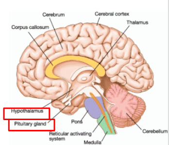 Nervous System Part 3: Peripheral Nervous System/Endocrine Control