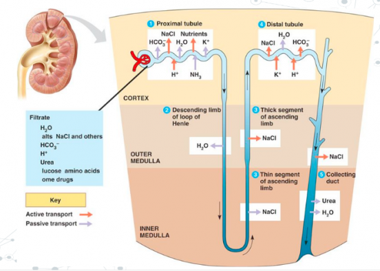 Urinary System Part 2 Urine Formation The Biology Classroom