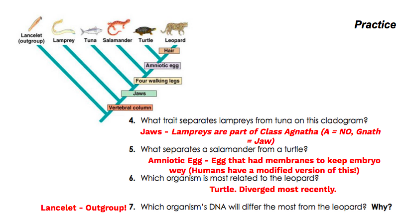 cladogram analysis and construction worksheet answers