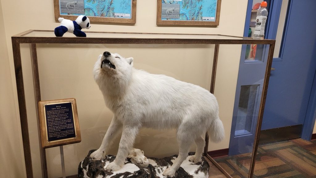 arctic wolf