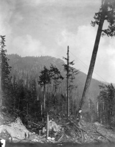Felling of a BC Fir Tree, from the Capilano Timber photo collection