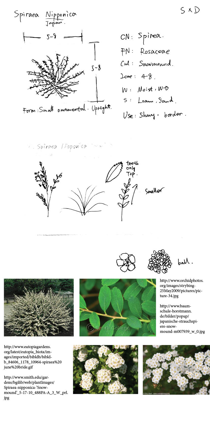 How And When To Prune Spirea The Garden Of Eaden