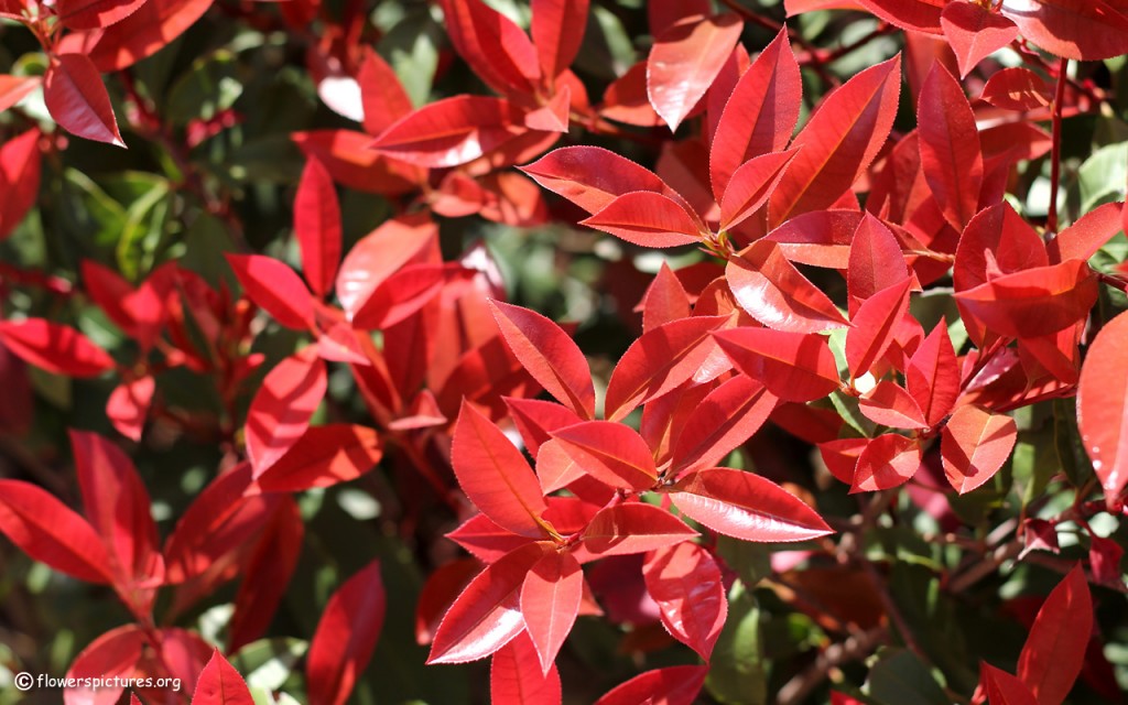 In The Garden Red Tip Photinias