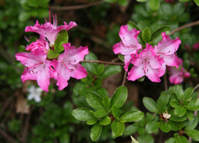 Rhododendron Decorum Great White Rhododendron Care And Culture