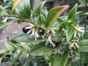 Future Plants By Randy Stewart Sarcococca Sweet Box