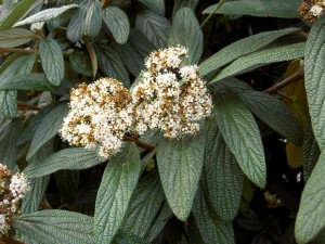 Plant Inventory At 20 Timothy Viburnum Plicatum Tomentosum