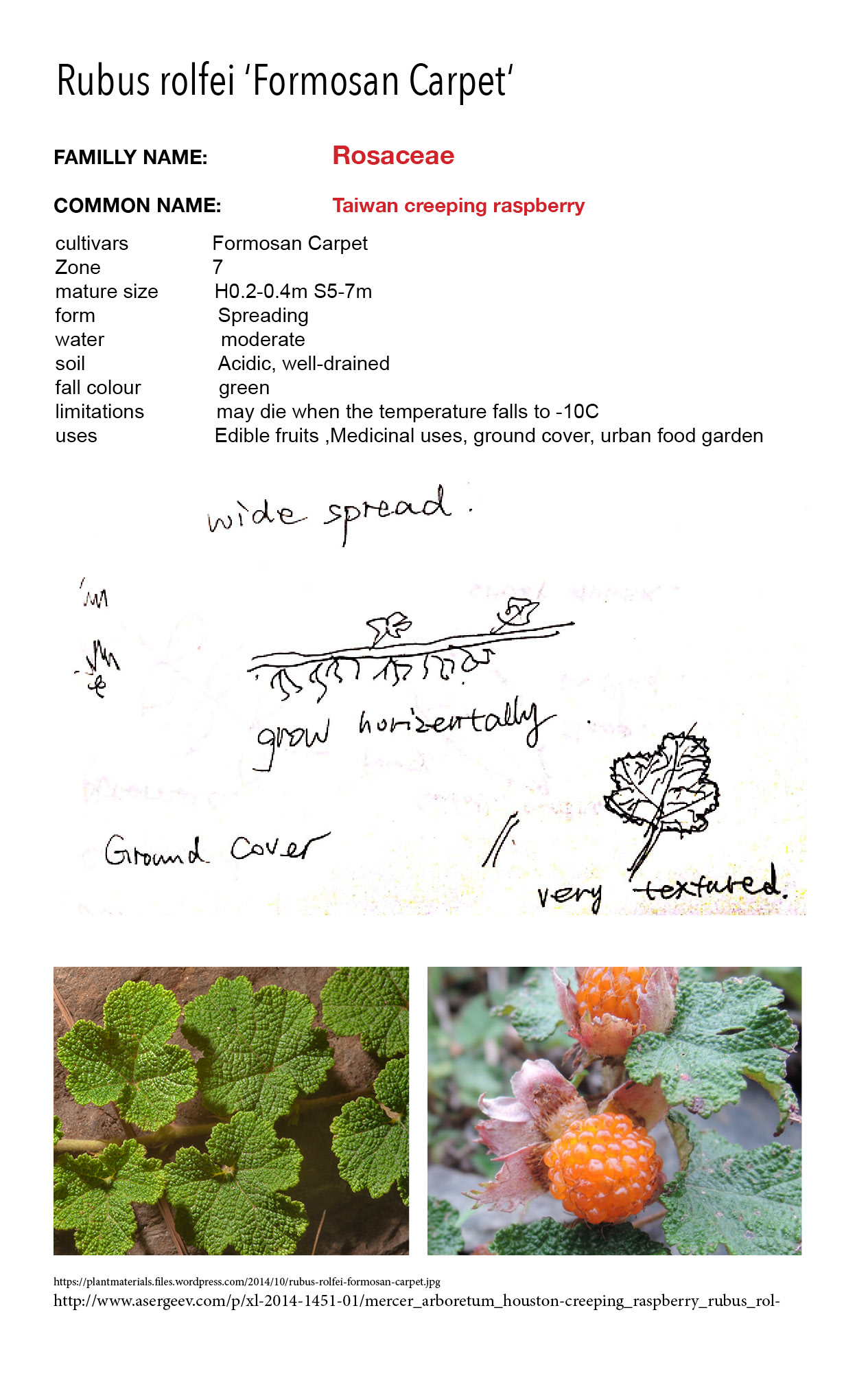 Phyto Files Viburnum Tinus Laurus Tinus