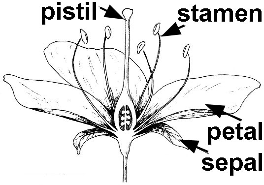 Flower Parts Scientist In Residence