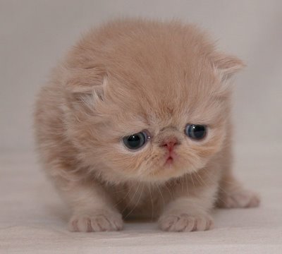 cute-sad-kitten06.jpg