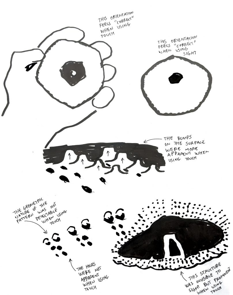 sea urchin notes on touch and sight