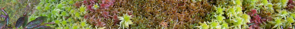 Sphagnum of Vancouver