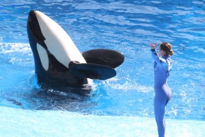 SeaWorld's New Killer Whale Show 'One World' premier. Source: http://fox5sandiego.com/2013/12/20/seaworld-defends-itself-against-whale-abuse-charges/