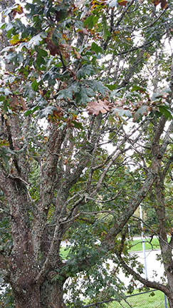 Quercus garryana (N) | LARC 315 Plant ID
 Quercus Garryana Leaf
