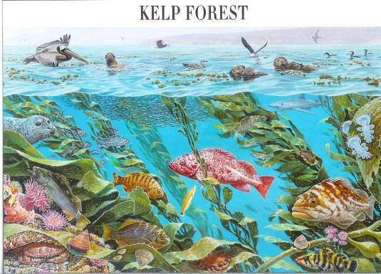 usps-kelp-forest