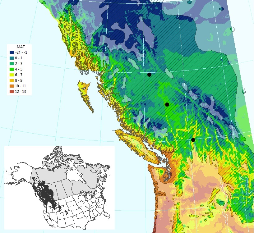 Natural range of Pinus contorta in North America (insert, dark grey) and detail of climate conditions (MAT, °C) in the area of interest (British Columbia, excluding the milky-white overlay where the species does not occur). Three chosen locations with representative climates (black dots).