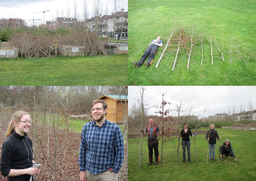 from top left, clockwise: thinned trees waiting to be chipped; provenance variation; discussing past and future research