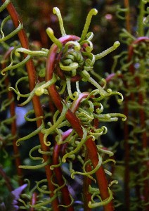 fern unfurling