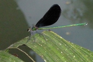 black-winged dragonfly near Luang Prabang, Laos