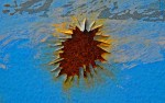 rusty sunburst - particularly appropriate for Vancouver!