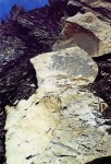 fossils in shale