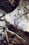 fossils in shale