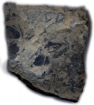 dark fossil markings on shale
