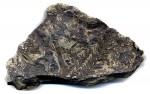 fossil branch on shale