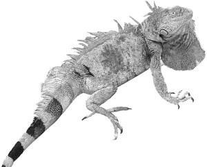 high-contrast iguana suitable for image transfer