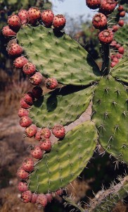 nopales are the paddles of the prickly pear. The red fruits are known as tunas.