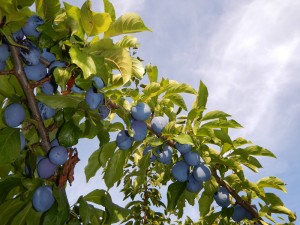 the bumper crop of Italian Prune Plums