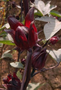 the red flowers of the Jamaica plant