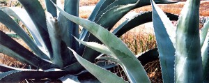 more cactus, in this case an agave, at Tula