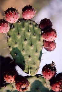 prickly pear with fruit at Tula, an archeological site just outside of Mexico City