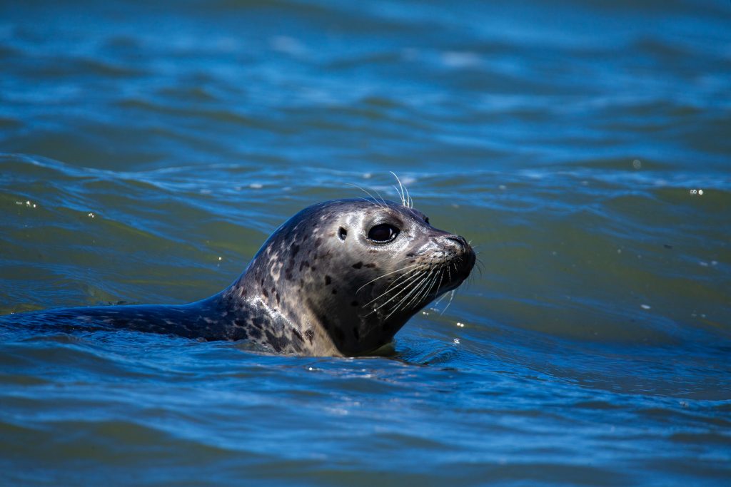 Are seals stealing your salmon? | Alexander's Conservation Blog