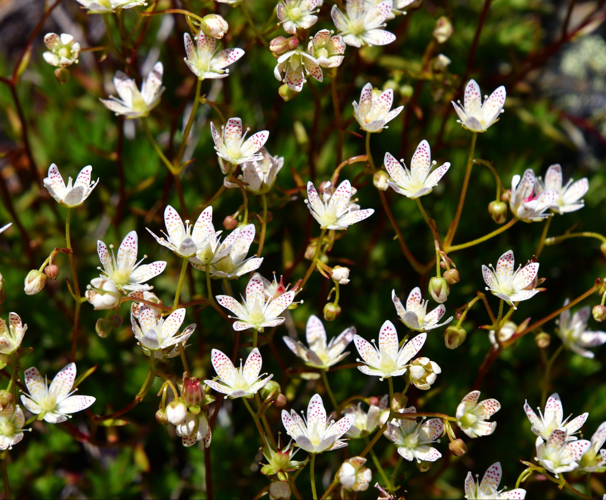 Alpine (and Arctic) Tundra Plant Adaptations