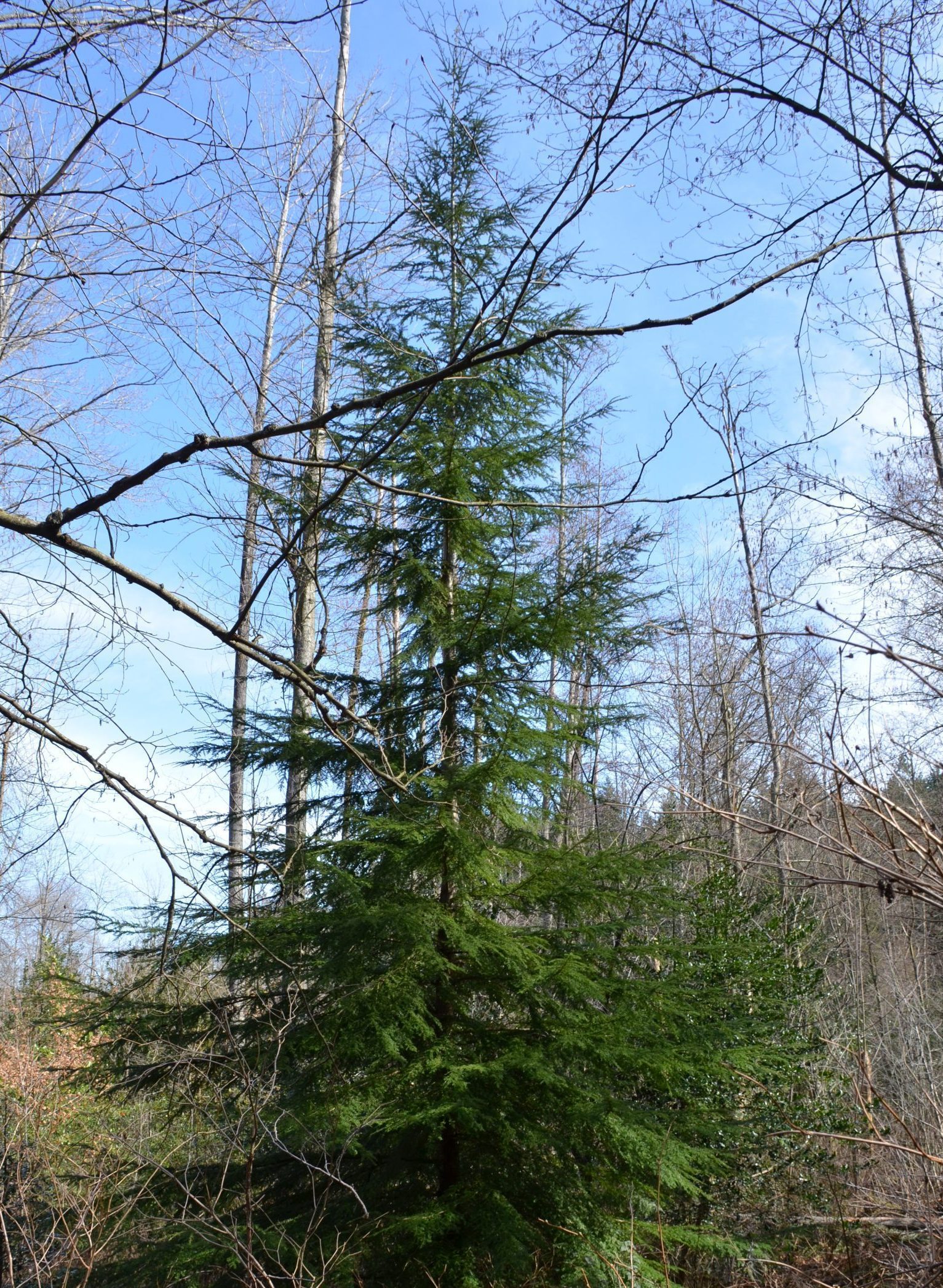 hemlock in Pacific Spirit park