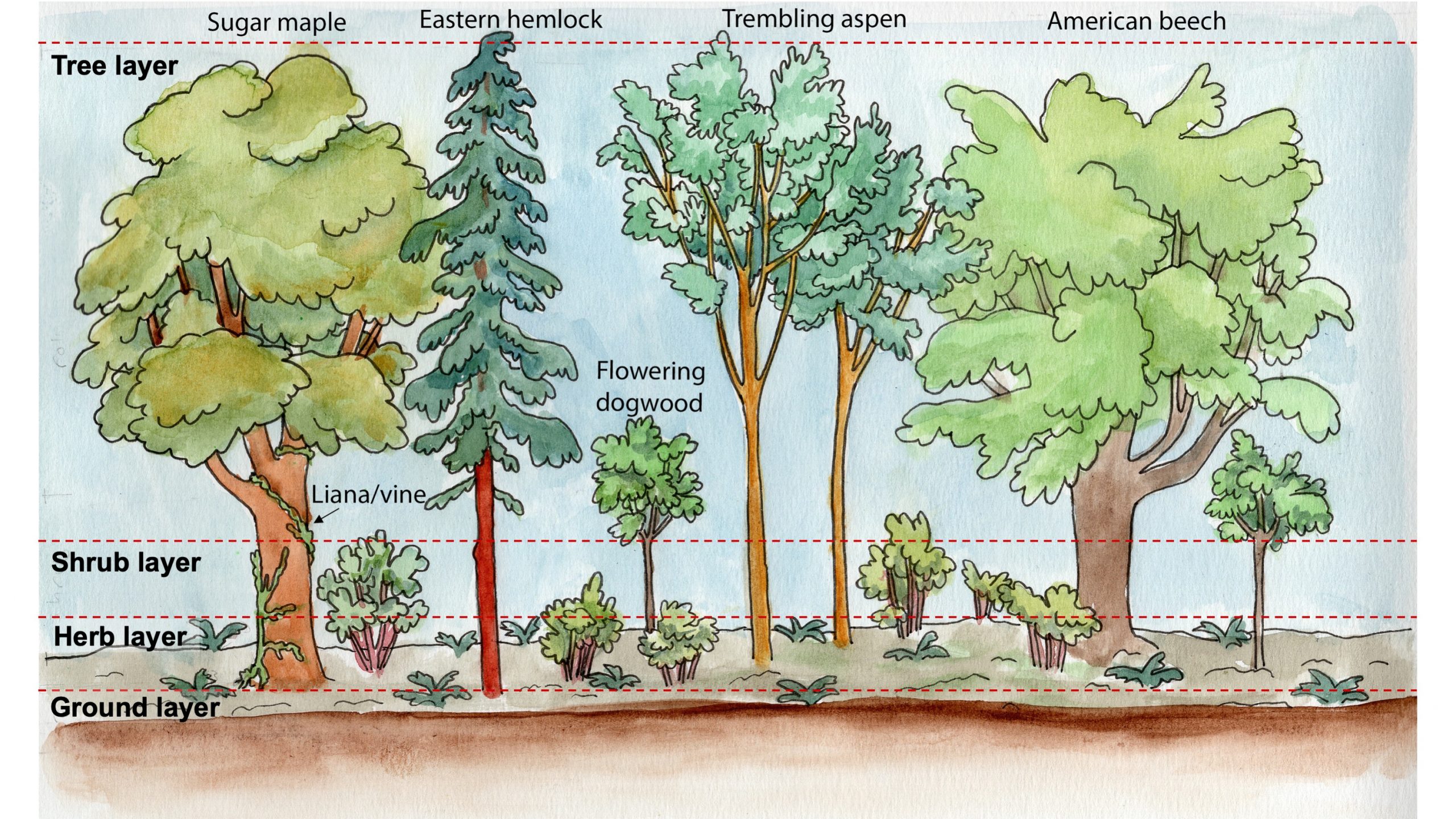 Background Information on Pacific Spirit Forest – Biogeography Teaching ...