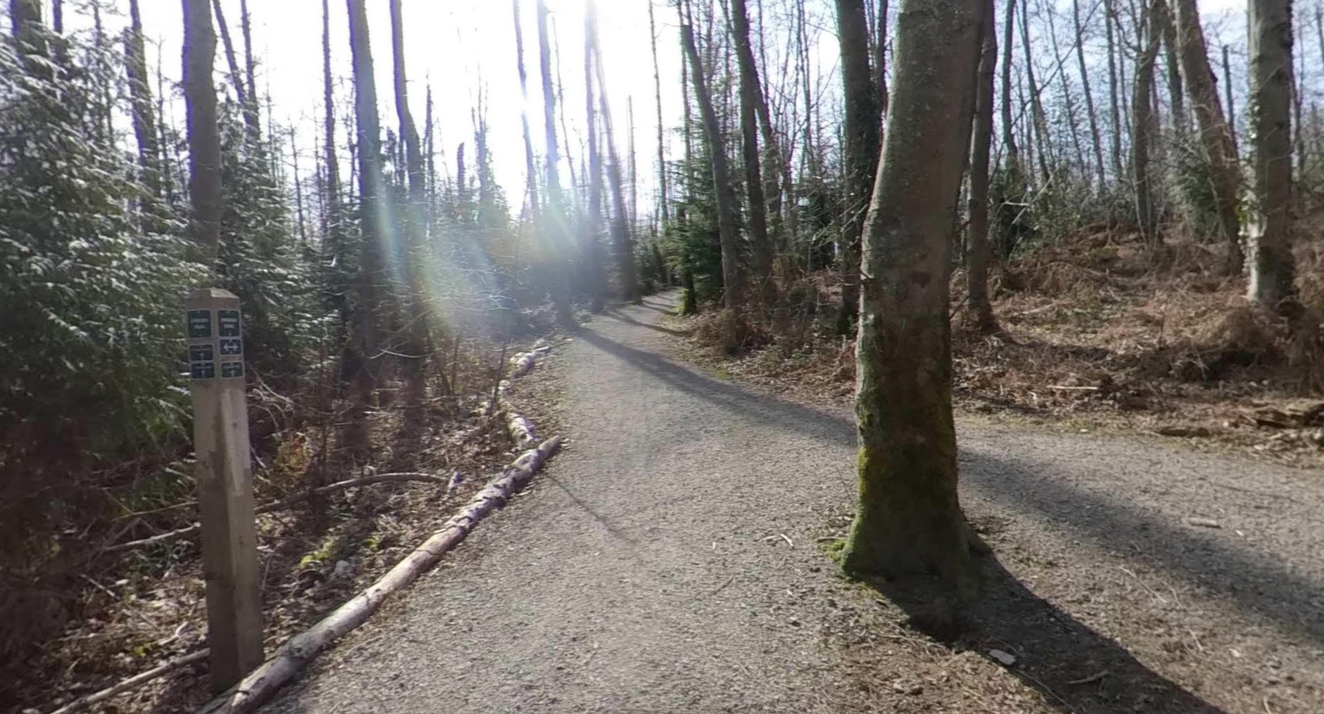 Site 1: mid-successional stand with Alders