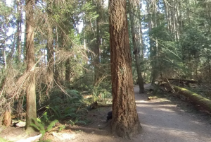 Needleleaf Forest Spanish Trail