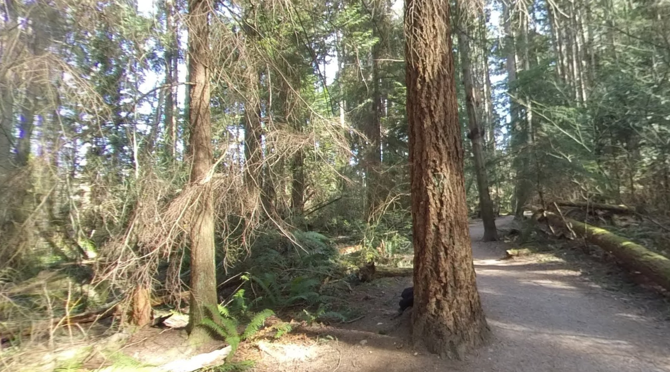 Needleleaf Forest Spanish Trail