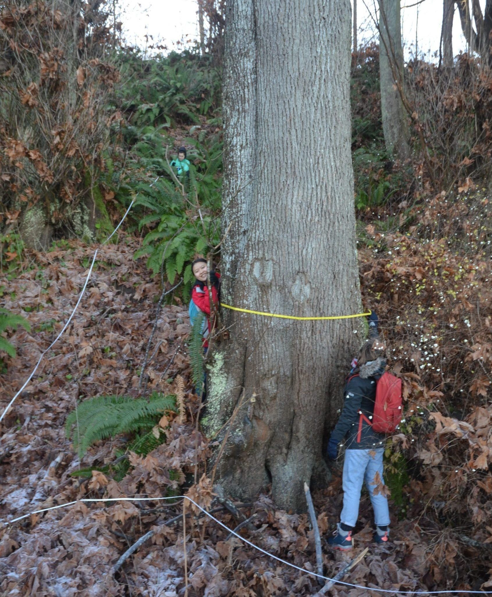 Plot surveys of vegetation cover along the Point Grey cliffs for a Coastal Erosion project with UBC SALA School of Architecture and SEEDS