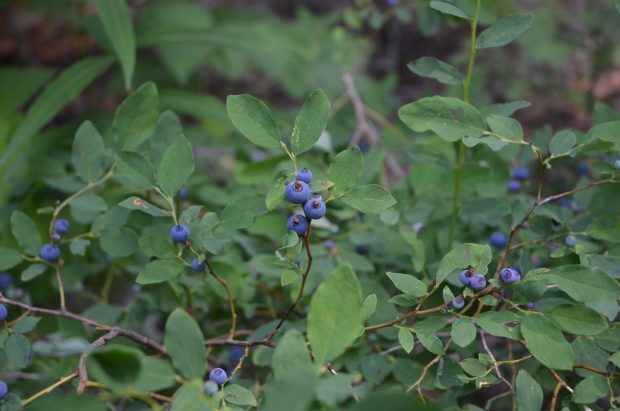 Vaccinium ovalifolium Sm. – Biogeography Teaching and Research Lab