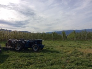 Photo: Apple orchard in Kelowna, Okanagan