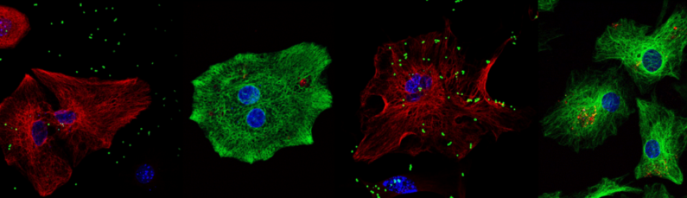 Andis Klegeris – Laboratory of Cellular and Molecular Pharmacology