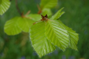 fagus-sylvatica-leaf