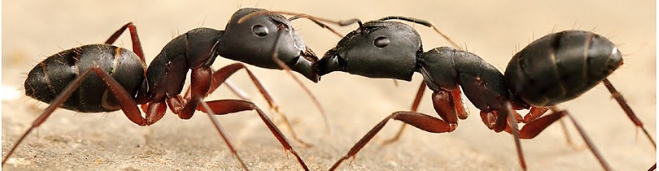 APBI 327/BIOL 327: Introduction to Entomology
