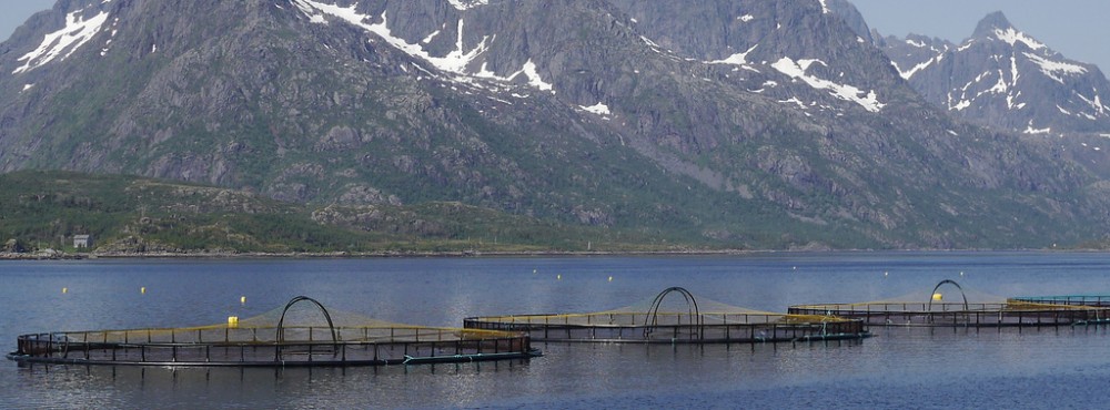 Welfare Concerns of Salmon Farming